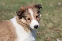 Willow , a female Shetland Sheepdog for sale in Grand Rapids, MI – Photo 2 of 5