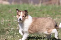 Willow , a female Shetland Sheepdog for sale in Grand Rapids, MI – Photo 3 of 5