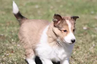 Willow , a female Shetland Sheepdog for sale in Grand Rapids, MI – Photo 5 of 5