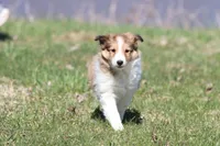 Willow , a female Shetland Sheepdog for sale in Grand Rapids, MI – Photo 4 of 5