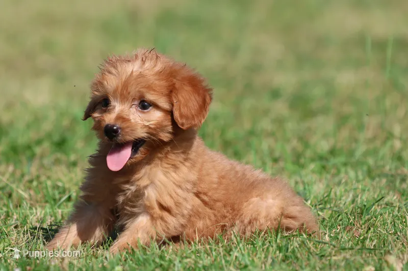 Bennie  – Miniature Goldendoodle puppy for sale in Grand Rapids, MI