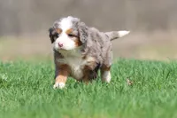 Lollipop, a female Bernedoodle and Miniature Bernedoodle for sale in Grand Rapids, MI – Photo 4 of 6