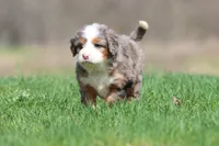 Lollipop, a female Bernedoodle and Miniature Bernedoodle for sale in Grand Rapids, MI – Photo 6 of 6