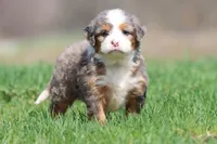 Lollipop, a female Bernedoodle and Miniature Bernedoodle for sale in Grand Rapids, MI – Photo 2 of 6