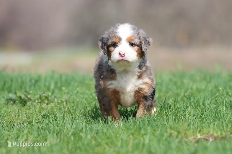 Lollipop, a female Bernedoodle and Miniature Bernedoodle for sale in Grand Rapids, MI – Photo 1 of 6