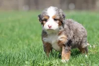 Lollipop, a female Bernedoodle and Miniature Bernedoodle for sale in Grand Rapids, MI – Photo 3 of 6