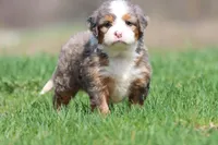 Lollipop, a female Bernedoodle and Miniature Bernedoodle for sale in Grand Rapids, MI – Photo 5 of 6
