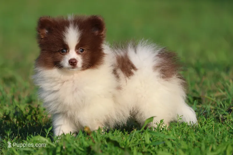 Coco Puffs  – Pomeranian puppy for sale in Grand Rapids, MI