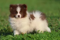 Coco Puffs , a male Pomeranian for sale in Grand Rapids, MI – 1 of 6
