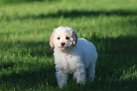 Caspian, a male Cavapoo and Cockapoo for sale in Grand Rapids, MI – 2 of 6