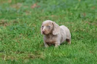 Marbles, a female Miniature Dachshund for sale in Grand Rapids, MI – 2 of 7
