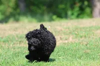 Raven, a female Bernedoodle and Miniature Bernedoodle for sale in Grand Rapids, MI – 2 of 6