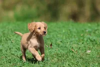 Trinity AKC , a female Golden Retriever for sale in Grand Rapids, MI – 6 of 6