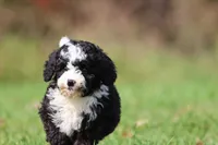 Snoopy Girl, a female Miniature Bernedoodle for sale in Grand Rapids, MI – 1 of 6