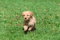 Twinkie AKC, a male Golden Retriever for sale in Grand Rapids, MI – 6 of 6
