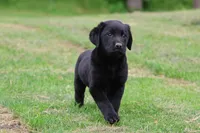 Black Bear AKC , a male Labrador Retriever for sale in Grand Rapids, MI – 3 of 5
