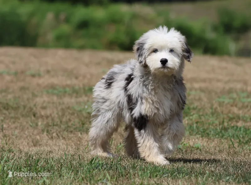 Potato Chips – Aussiedoodle, Bernedoodle puppy for sale in Grand Rapids, MI