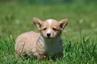 Spartan, a male Pembroke Welsh Corgi for sale in Grand Rapids, MI – 3 of 4
