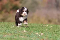 Pup, a male Miniature Bernedoodle for sale in Grand Rapids, MI – 2 of 5