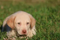 Sunny AKC , a male Labrador Retriever for sale in Grand Rapids, MI – 1 of 4