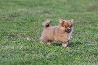Shaggy , a male Pomeranian for sale in Grand Rapids, MI – 3 of 5