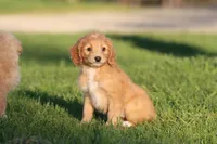Kit Kat , a female Miniature Aussiedoodle for sale in Grand Rapids, MI – 3 of 4