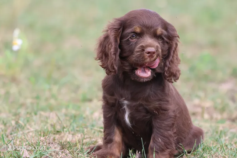 Willy Wonka – Cocker Spaniel, Cavalier King Charles Spaniel puppy for sale in Grand Rapids, MI