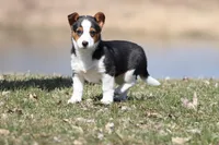 Nightingale, a female Pembroke Welsh Corgi for sale in Grand Rapids, MI – Photo 1 of 4