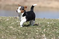 Nightingale, a female Pembroke Welsh Corgi for sale in Grand Rapids, MI – Photo 4 of 4