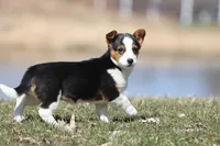 Nightingale, a female Pembroke Welsh Corgi for sale in Grand Rapids, MI – Photo 3 of 4