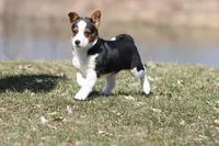 Nightingale, a female Pembroke Welsh Corgi for sale in Grand Rapids, MI – Photo 2 of 4
