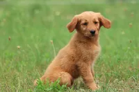 Trudy, a female Golden Retriever for sale in Grand Rapids, MI – 2 of 3