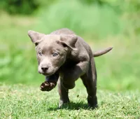 Silver AKC , a female Labrador Retriever for sale in Grand Rapids, MI – 3 of 6