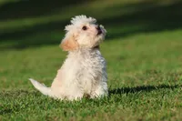 Casper, a male Cavapoo for sale in Grand Rapids, MI – 3 of 4