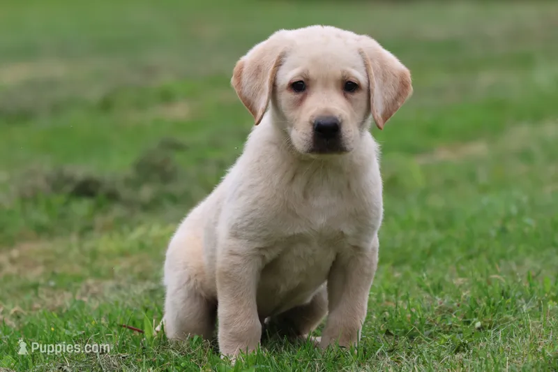 Fetch AKC  – Labrador Retriever puppy for sale in Grand Rapids, MI