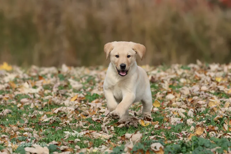 Dually AKC – Labrador Retriever puppy for sale in Grand Rapids, MI