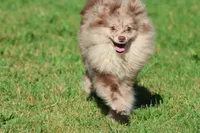 Buddy AKC , a  Pomeranian for sale in Grand Rapids, MI – 5 of 5