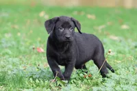 Baker AKC , a male Labrador Retriever for sale in Grand Rapids, MI – 1 of 5