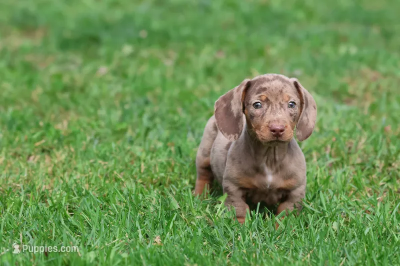 Swiss Rolls – Miniature Dachshund puppy for sale in Grand Rapids, MI