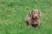 Swiss Rolls, a male Miniature Dachshund for sale in Grand Rapids, MI – 1 of 7