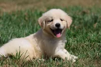 True Love, a female Golden Retriever and English Cream Golden Retriever for sale in Grand Rapids, MI – 7 of 7