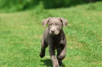 Dozer AKC , a male Labrador Retriever for sale in Grand Rapids, MI – 4 of 7