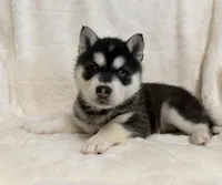 processed/8879fee5-4071-4343-86e7-67b54bb40ec8/listing/ba0d01b6-a287-42cf-baa1-30873a3ed752/80f548d2-4685-46fd-b517-60bd58d346e3