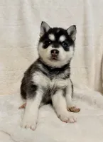 processed/8879fee5-4071-4343-86e7-67b54bb40ec8/listing/ba0d01b6-a287-42cf-baa1-30873a3ed752/cc9f699d-d585-4dfb-9391-d8b664427dbc