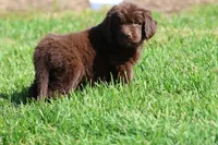 Chocolate Milkshake, a female Newfoundland for sale in Grand Rapids, MI – 2 of 4
