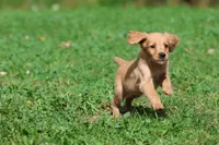 Trinity AKC , a female Golden Retriever for sale in Grand Rapids, MI – 6 of 6