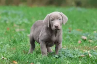 Hippo AKC, a male Labrador Retriever for sale in Grand Rapids, MI – 5 of 5