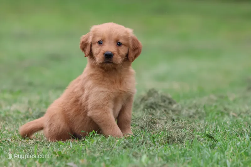 Tiger Lilly AKC  – Golden Retriever puppy for sale in Grand Rapids, MI