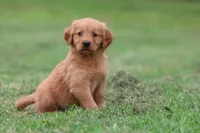 Tiger Lilly AKC , a female Golden Retriever for sale in Grand Rapids, MI – 1 of 5