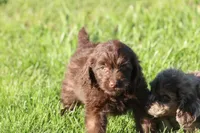 Chocolate Delight, a female Miniature Aussiedoodle for sale in Grand Rapids, MI – 4 of 4